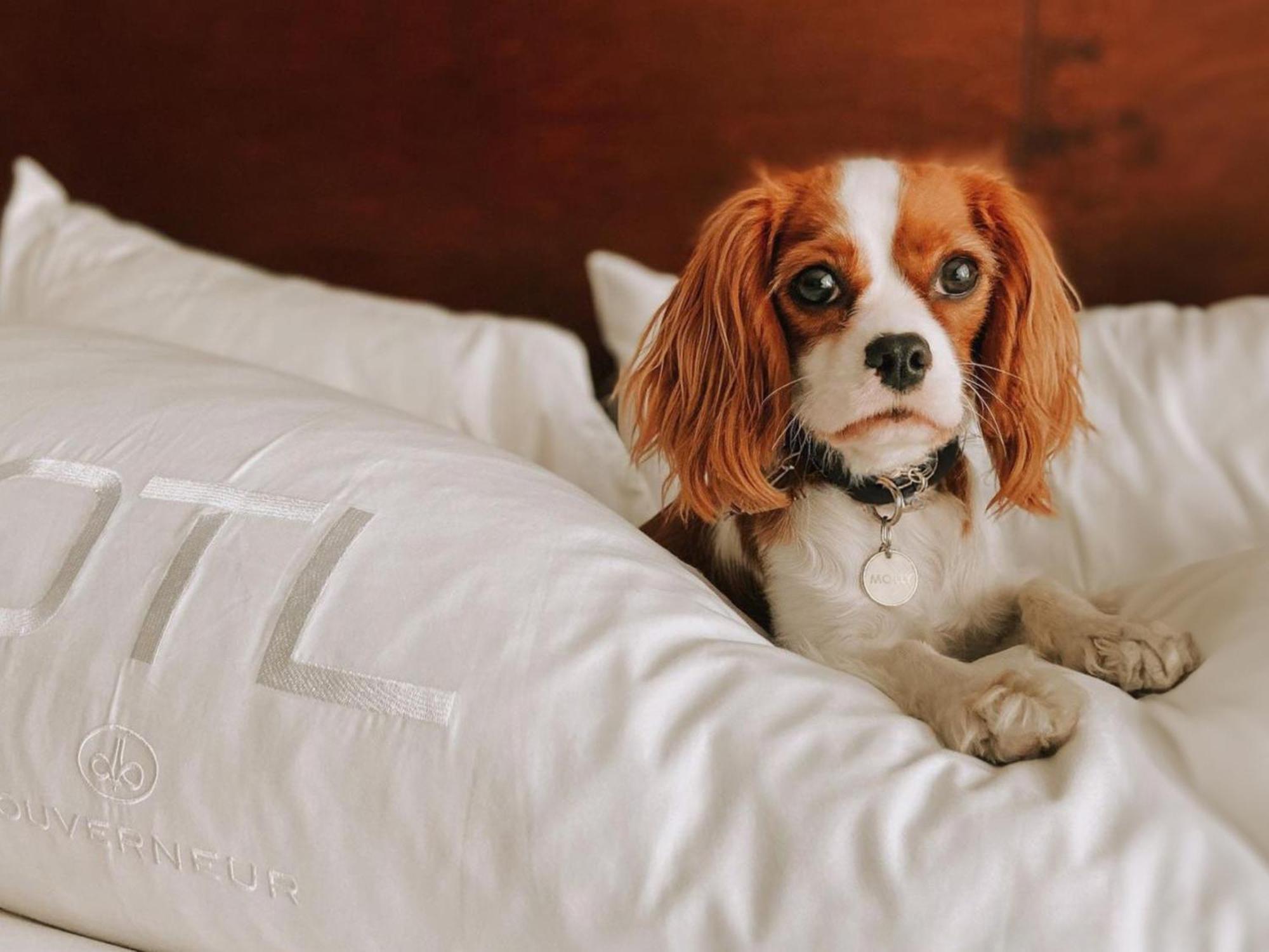 Otl Gouverneur Chicoutimi Екстериор снимка A dog on a bed